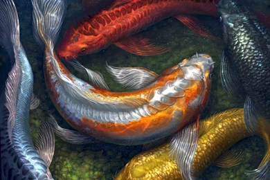 Koi Computer Wallpapers, Desktop Backgrounds