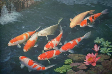 Koi Fishes On The Surface Photo And Wallpaper. Cute Koi Fishes On ...