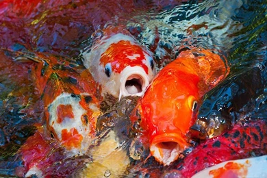Koi Fish Live Wallpapers   Android Apps And Tests   AndroidPIT