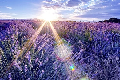 Lavander field in the morning sun HD wallpaper_2524x2524.jpg
