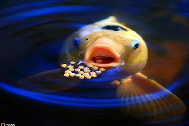 Koi Feeding Picture, Fish Wallpapers   National Geographic Photo Of ...