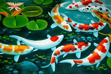 Fish: Koi Pond Chinese Fins Fish Sweet Lotus Water Lily Tail Scale ...