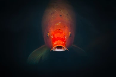 Koi Fish Pond HD Wallpaper.jpg