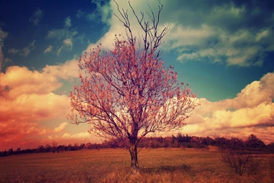 Amazing Android Wallpapers HD Collections Free Download