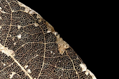 Wallpaper: 'Natural Filigree'   Detail Of A Leaf From The Jungle ...