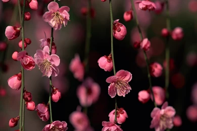 New ipad wallpaper hd 2048×2048 1174