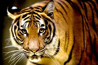 Tiger   Animals Wallpapers (33724110)   Fanpop