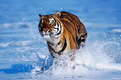 Animal Tigers Running   Wallpaper.