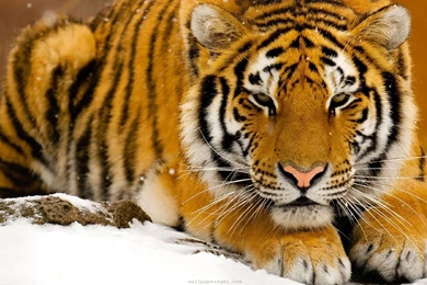 Justpict.com Animal Tiger Wallpapers