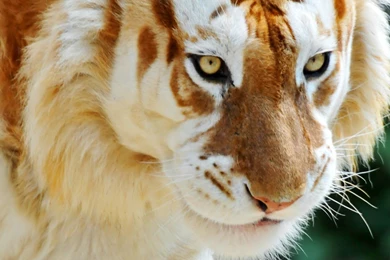 Tiger android Wallpaper 1080x1920 albino tiger animal.jpg