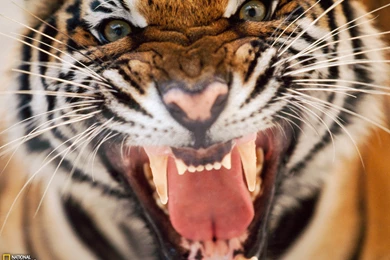 Snarling Tiger