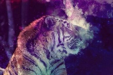 Galaxy Tigers On Pinterest