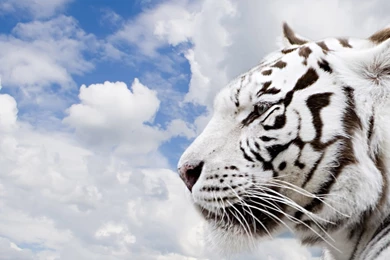 Wallpaperspoints: White TigerAnimals Beasts Wallpapers