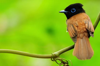 Cute Sparrow Bird HD Wallpapers   DreamLoveWallpapers