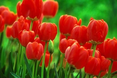 Red Tulip Flowers Images And Wallpapers Download