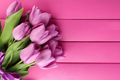 Best Of Tulip HQ Wallpapers