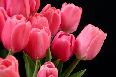 Pink Tulips
