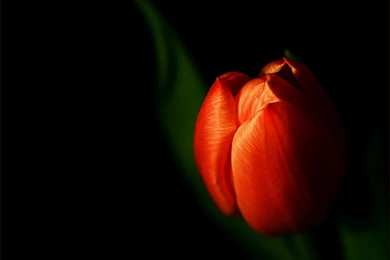 1600x1200 Discrete Tulip Desktop PC And Mac Wallpapers