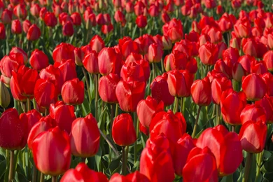Red tulips 47971 2880x1800.jpg