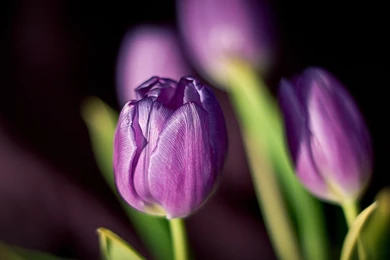 Purple Tulip Wallpapers   Wallpapers HD Base
