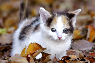 Images Of Thank You So Much Wallpapers Full HD With HD Wallpapers ...