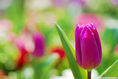 Purple Tulip HD Desktop Wallpapers : High Definition : Fullscreen ...