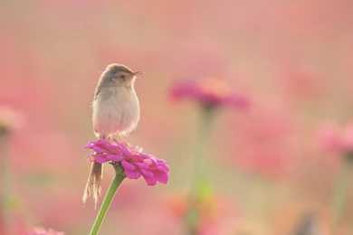 Warbler Bird Cute High Definition Wallpapers   Wallpapers109 A Huge ...