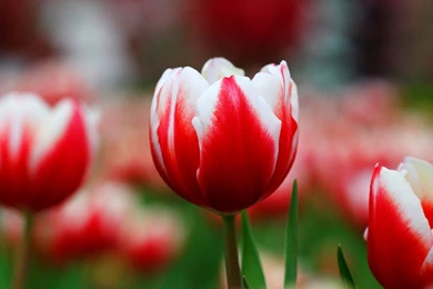 Wallpapers Tulips HD Red Pink Yellow Pictures