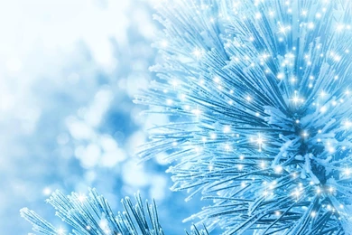Winter Ectasy >> HD Wallpaper, Get It Now!