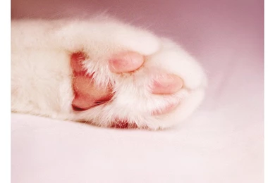 Little Hand By Blooding On DeviantArt