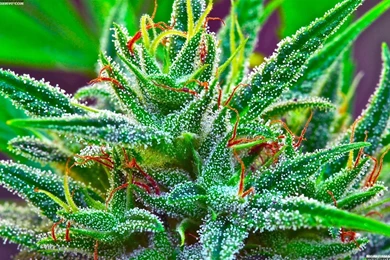 Marijuana Backgrounds   Wallpapers Cave