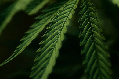 Weed iPhone 5 Wallpapers And Backgrounds