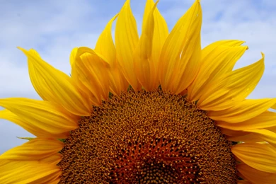 30826 Sunflower Puter Image Flowers Desktop 1920x1200px   1533834