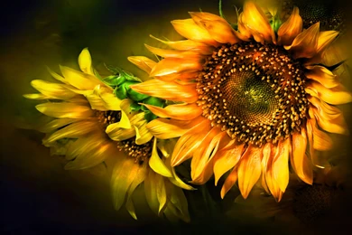 261 Sunflower HD Wallpapers