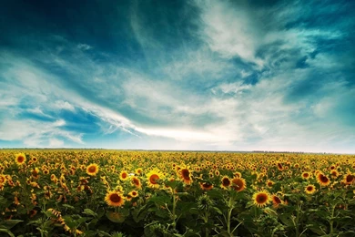 Sunflower Field Desktop Wallpapers