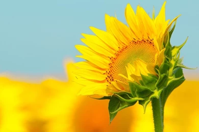 Summer SunFlower Desktop Wallpapers   DreamLoveWallpapers