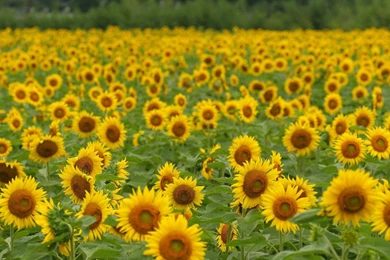 Free Wallpapers   Free Flower Wallpapers   Sunflower Flowers 2 ...