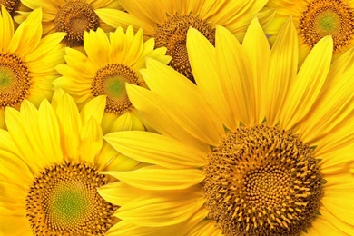 Category: Flower Archives   Wallsteyn.com›› Page 0