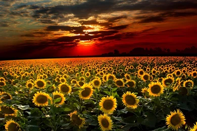 Beautiful Sunflower Wallpapers Image