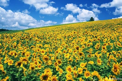 Free Wallpapers Free Flower Wallpapers Sunflower Flowers ...