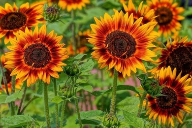 Sunflowers Sun Field Sunflower Free Desktop Backgrounds And Wallpapers