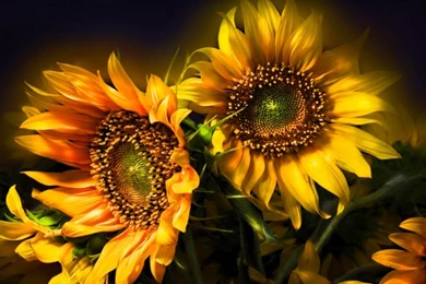 Sunflower Abstract Beautiful Wallpapers : Wallpapers13.com