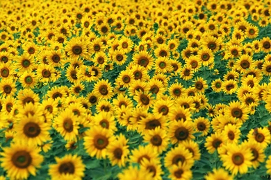 Sunflower Desktop Wallpaper, Sunflower Images, New Wallpapers ...
