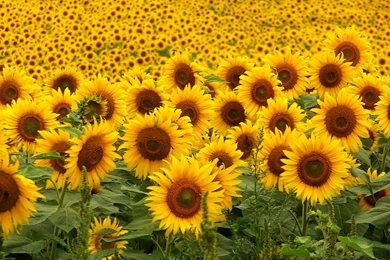 Sunflower Wallpapers Desktop ~ Latest Wallpapers Free Download