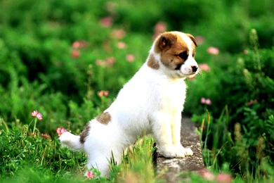 Dog Online, 1920x1080 HD Wallpapers And FREE Stock Photo