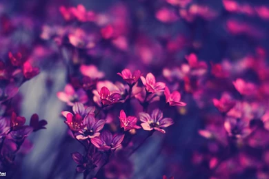 Vintage Wallpapers Free 17 Desktop Wallpapers   XDwallpaper.com