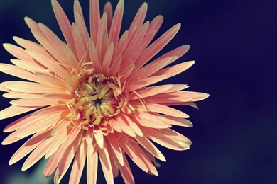 Vintage Desktop Backgrounds   All Wallpapers New