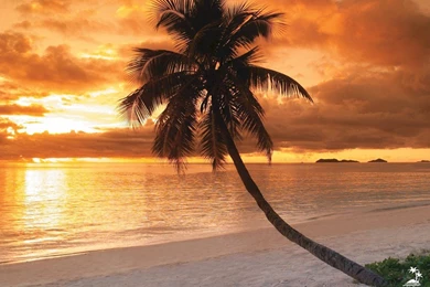 Fiji : About Fiji   Fiji Extras   Downloads