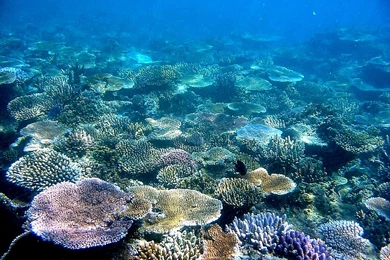 WALKABOUT English Page