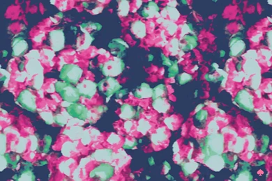 CanadianPrep: Kate Spade Wallpapers